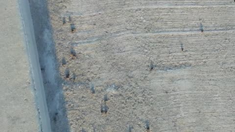 1000s of bees fell out of the sky in Huntington Beach California