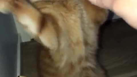 My cat loves to play