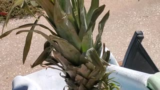 Pineapple - Slide Test
