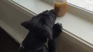 Puppy Causes Sill Coffee Spill