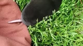 Mole Rescued From Stairwell