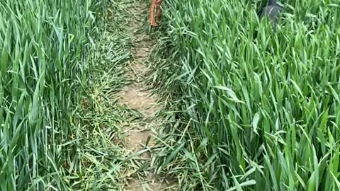 Vizsla Jumping into Grass Looking at Friend in Slow-Mo