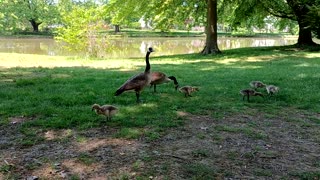 Goose Family