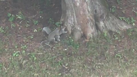 Getting Squirrely