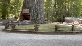 Drive-Thru Tree Park: Yes, a car fit inside the tree.