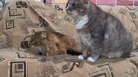 fanny animals-Brown And Gray Cats On A Couch