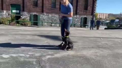 Super Doberman Puppy Training "Ushi" 15 Wks @Protection Dog Sales Family Security Dog Training