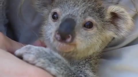 Baby koala 🐨