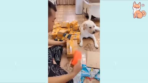 You will laugh at all the DOGS 🤣 Funny DOG Videos 😂🐶