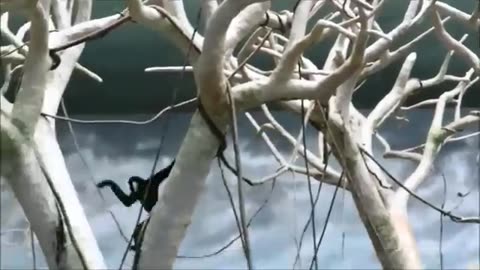 Cute Gibbons Playing & Climbing monkey