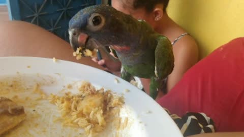 parrot eating all my food