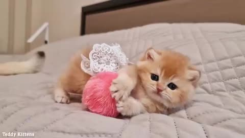 The Kitten Pinky is gearing up to be the Beauty Winner of 2023
