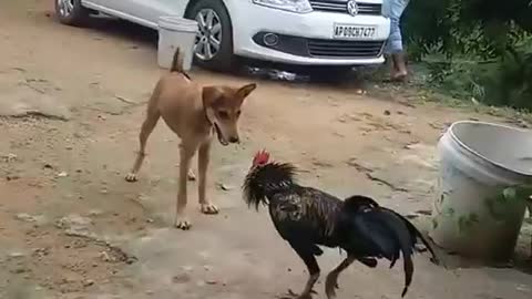 Cock and Dog fight moment.