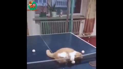 Awesome Funny Animals' Life Videos - Funniest Pets 😇