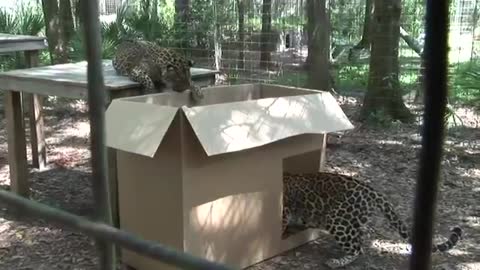 big cats like boxes too.
