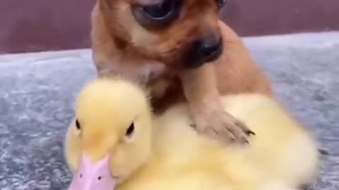 Cute ducling, love duck to dog😍🥰