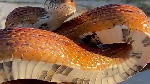 Corn Snake arms himself for the camera