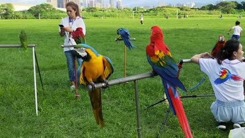 Parrot Videos