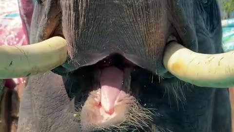 How Adorable! Baby Elephant's Hilarious Feeding Frenzy 🐘💕