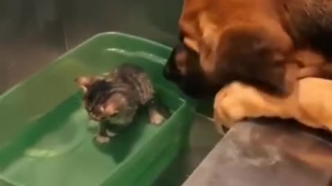 kitten and dog bonding