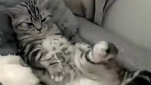 Funny cat video