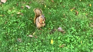 Squirrel eats a grape