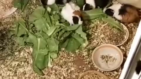 my bunny eat lettuce
