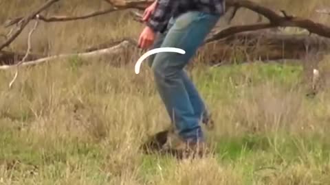 Man rescues a dog from a kangroo