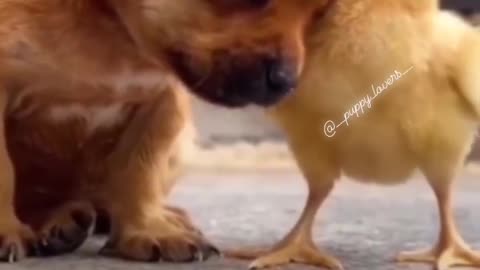 funny cute puppy videos