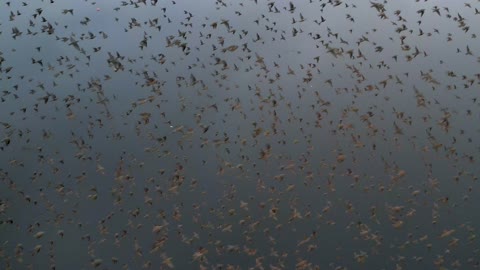 Stunning drone footage of starling murmuration in England