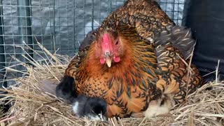 A Hen With Her Chicks