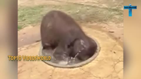 Top 20 Cute And Funny Baby Elephant Videos Compilation