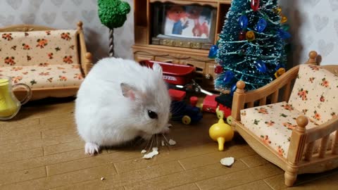 How cute is this tiny hamster eating pumpkin seeds? | cute hamster video