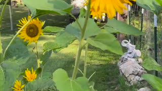 The biggest sunflowers I’ve ever seen