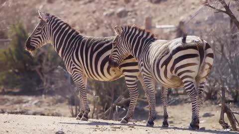 shot of a couple of zebras Moving Tails