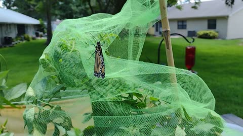 3 monarchs ready for freedom