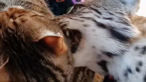 Bengal cat meets bobcat