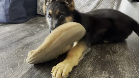 Adorable, German Shepherd Puppy, Kefa chews a slipper