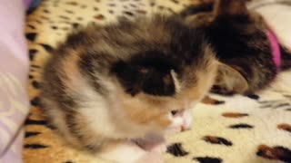 Very small kitten walking on the bed!