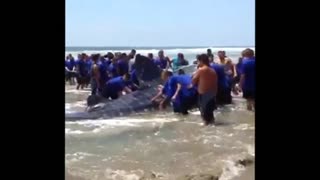 More than 100 volunteers try to save beached whale shark