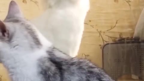 The best video of the funny cats 🐱 part 455
