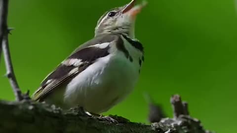 Beautifull bird sound.. Wonderfull..