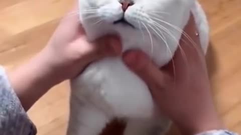 Most Satisfying Funny Cat Video 😂😂😂 #shorts