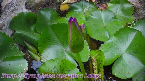 Lotus flower awakening