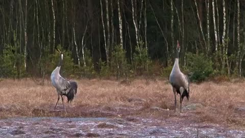 IRDS Dancing Cranes in Springtime! (Worth Watching!)_Cut