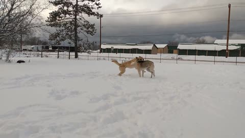 Yooper Huskitas Playing in Snow