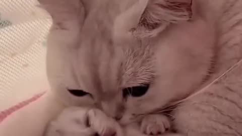 Cute cat hugs a puppy😽😺