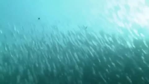 All about ocean documentary ever !!!