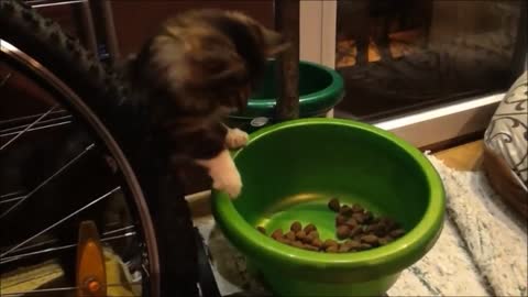 Energetic cat steals dog's food