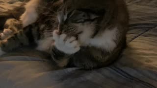 Cleaning My Toe Beans!